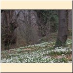 Anemone_nemorosa_sottobosco_di_castagneto_a_primavera.JPG
