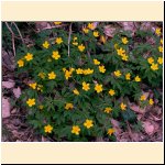 Anemone_ranunculoides.JPG