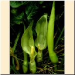 Arum_italicum.jpg