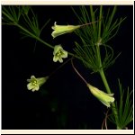 Asparagus_tenuifolius_(particolare).jpg