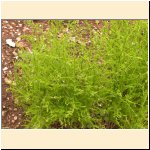 Asparagus_tenuifolius.JPG