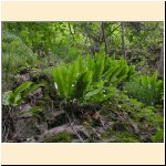 Asplenium_scolopendrium_(c).JPG