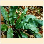 Asplenium_scolopendrium.JPG