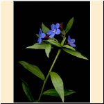 Buglossoides-purpurocaerulea_(b).jpg