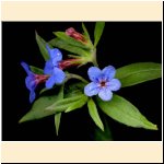 Buglossoides_purpureoaerulea.jpg