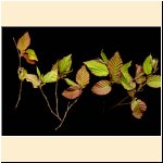 Carpinus_betulus_(b).jpg