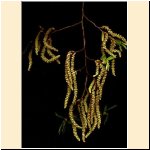 Carpinus_betulus.jpg