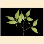 Celtis_australis.jpg