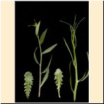 Chondrilla_juncea.jpg