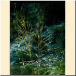 Chrysopogon_gryllus_(b).JPG