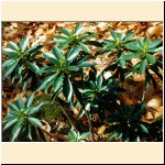 Daphne_laureola_(b).JPG