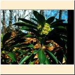 Daphne_laureola.JPG