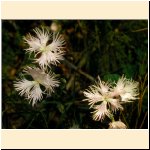 Dianthus_monspessulanus_(b).JPG