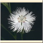 Dianthus_monspessulanus.jpg