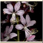 Dictamnus_albus_(particolare).jpg