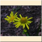 Doronicum_pardalianches.JPG