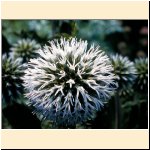 Echinops_spaherocephalus.JPG