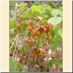 Epimedium_alpinum_(b).JPG