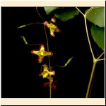 Epimedium_alpinum_(particolare).jpg