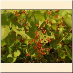Epimedium_alpinum.JPG