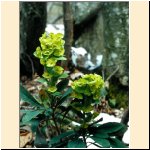 Euphorbia_amygdaloides.JPG