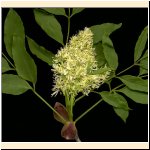 Fraxinus_ornus.jpg
