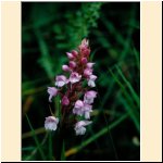Gymnadenia_odoratissima.JPG