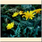 Hieracium_humile.JPG