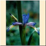 Iris_graminea.JPG