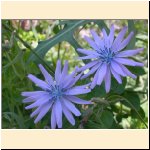 Lactuca_perennis.JPG