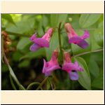 Lathyrus_vernus.JPG