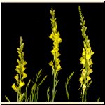 Linaria_vulgaris.jpg