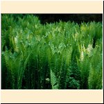 Matteuccia_struthiopteris.JPG