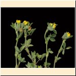 Medicago_minima.jpg