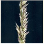 Melica_ciliata.jpg