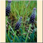 Muscari_comosum.JPG