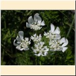 Orlaya_grandiflora.JPG