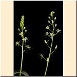 Ornithogalum_flavescesns.jpg