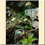 Pinguicula_alpina.JPG