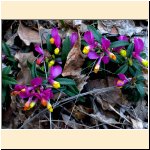 Polygala_chamaebuxus.JPG