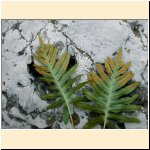 Polypodium_cambricum_(b).JPG
