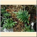 Polypodium_cambricum.JPG