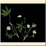 Potentilla_alba_(b).jpg