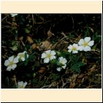 Potentilla_alba.JPG