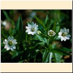 Pseudostellaria_europaea.JPG