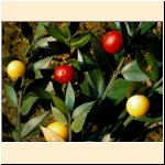 Ruscus_aculeatus.JPG