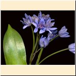 Scilla_bifolia.jpg