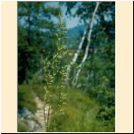 Silene_otites.JPG