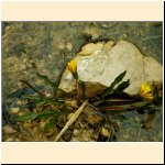 Taraxacum_palustre.JPG