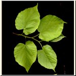 Tilia_platyphyllos.jpg